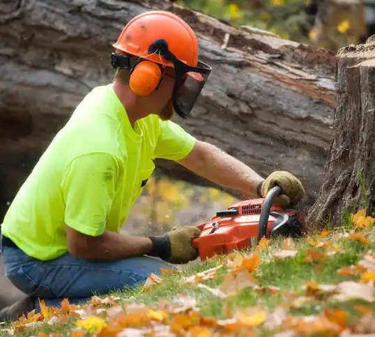 tree services Muir